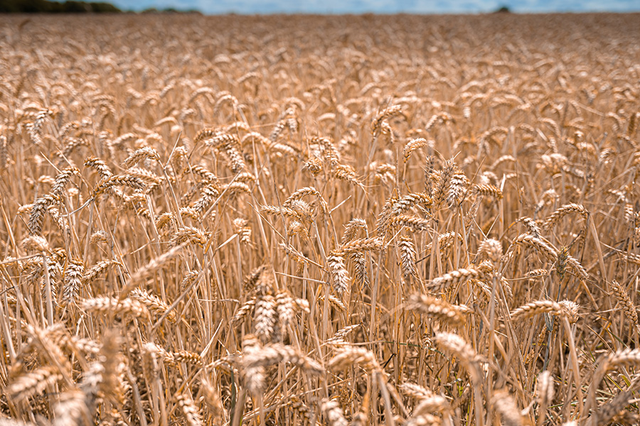 India’s abrupt wheat ban is yet another instance of shoddy policymaking that disregards consequences