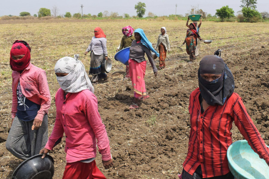 How Women Farmers from Maharashtra’s Vidarbha are Made Invisible Despite Workload