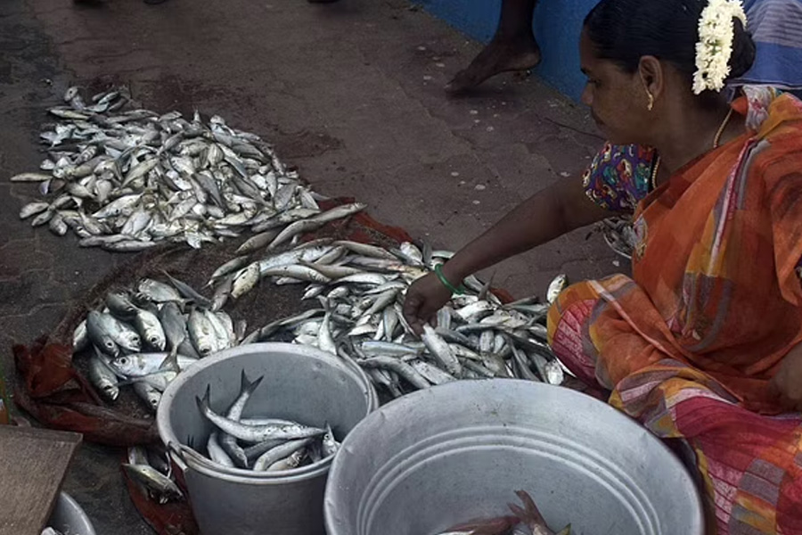 Long Hours, Meagre Earnings: Gender Polarity Is Blurring Role of Fisherwoman