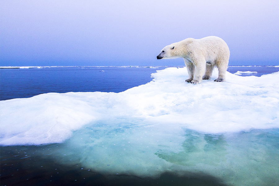 Arctic squabbles must end to ensure eco-balance