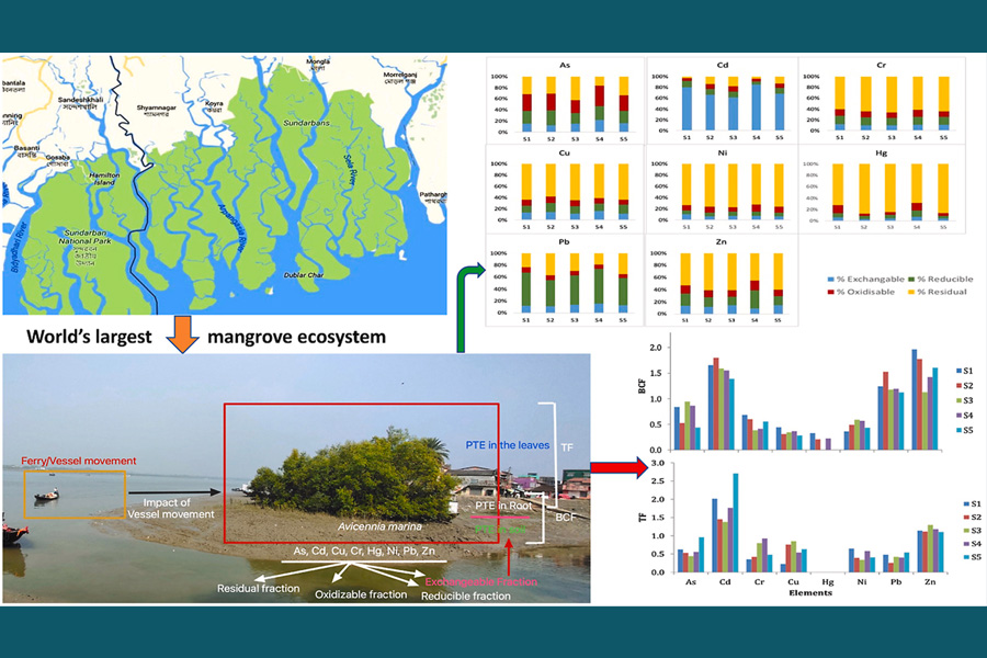 Distribution, speciation, and bioaccumulation of potentially toxic elements in the grey mangroves at Indian Sundarbans, in relation to vessel movements
