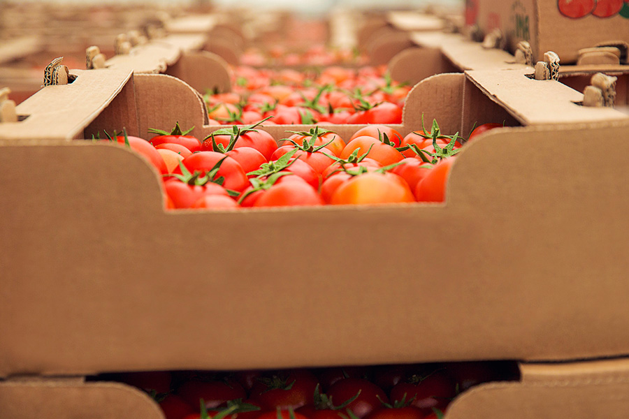 Modelling resilient functions in perishable food supply chains: transition for sustainable food system development