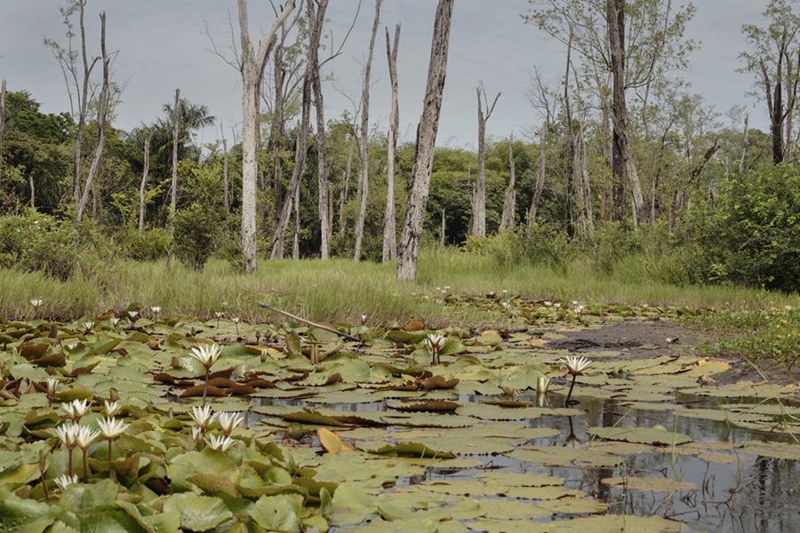 Higher transpiration in plant invasive species impacts soil water