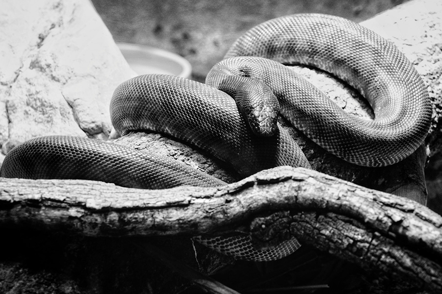 The Venomous High: A Systematic Review of Published Cases on Deliberate Snake Envenomation for Recreational Purposes
