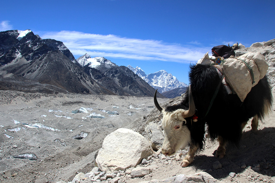 Tibetan and Himalayan Studies in India: State of the Field and Possible Future Trajectories