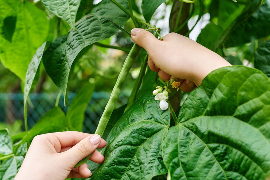 Image-Based Diagnosis of Bean Plant Health: Detection and Classification of Diseases on Beans Leaves	