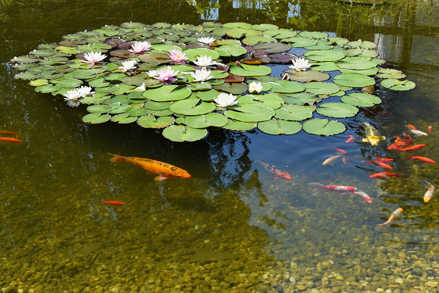 Urban sacred landscapes as social-ecological systems: the case of Tali temple pond ecosystem in Kerala, India